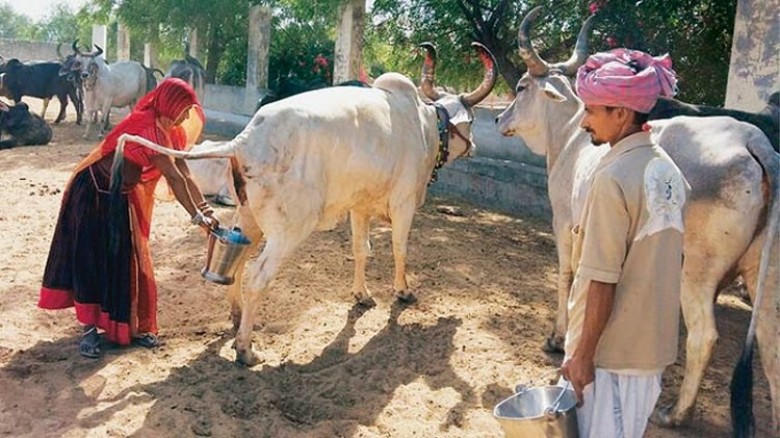 সরকারিভাবে গোমূত্র সংগ্রহ শুরু, লিটার ২০ রুপি